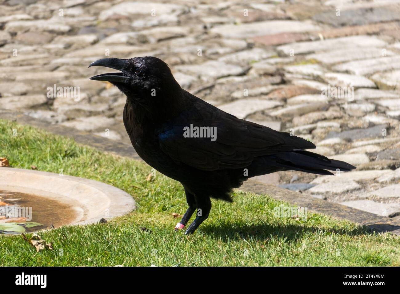Un Raven si e' Unito alla Torre di Londra. Secondo la leggenda i corvi sono i protettori della Torre e senza i corvi il castello e i Britis Foto Stock