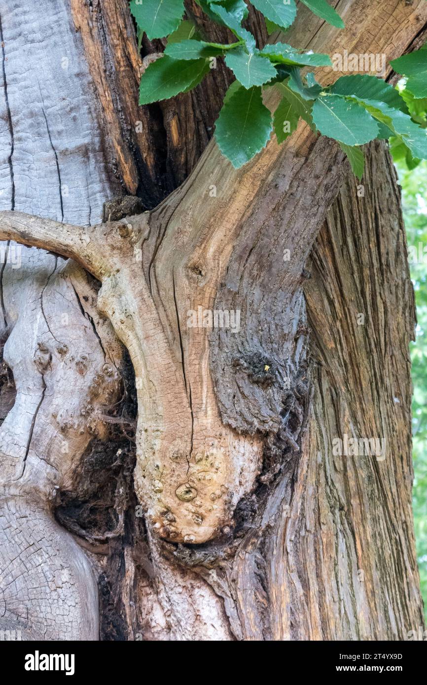 Tronco di albero deformato che ricorda una figura umana a Hyde Park, Londra, Inghilterra, Regno Unito Foto Stock