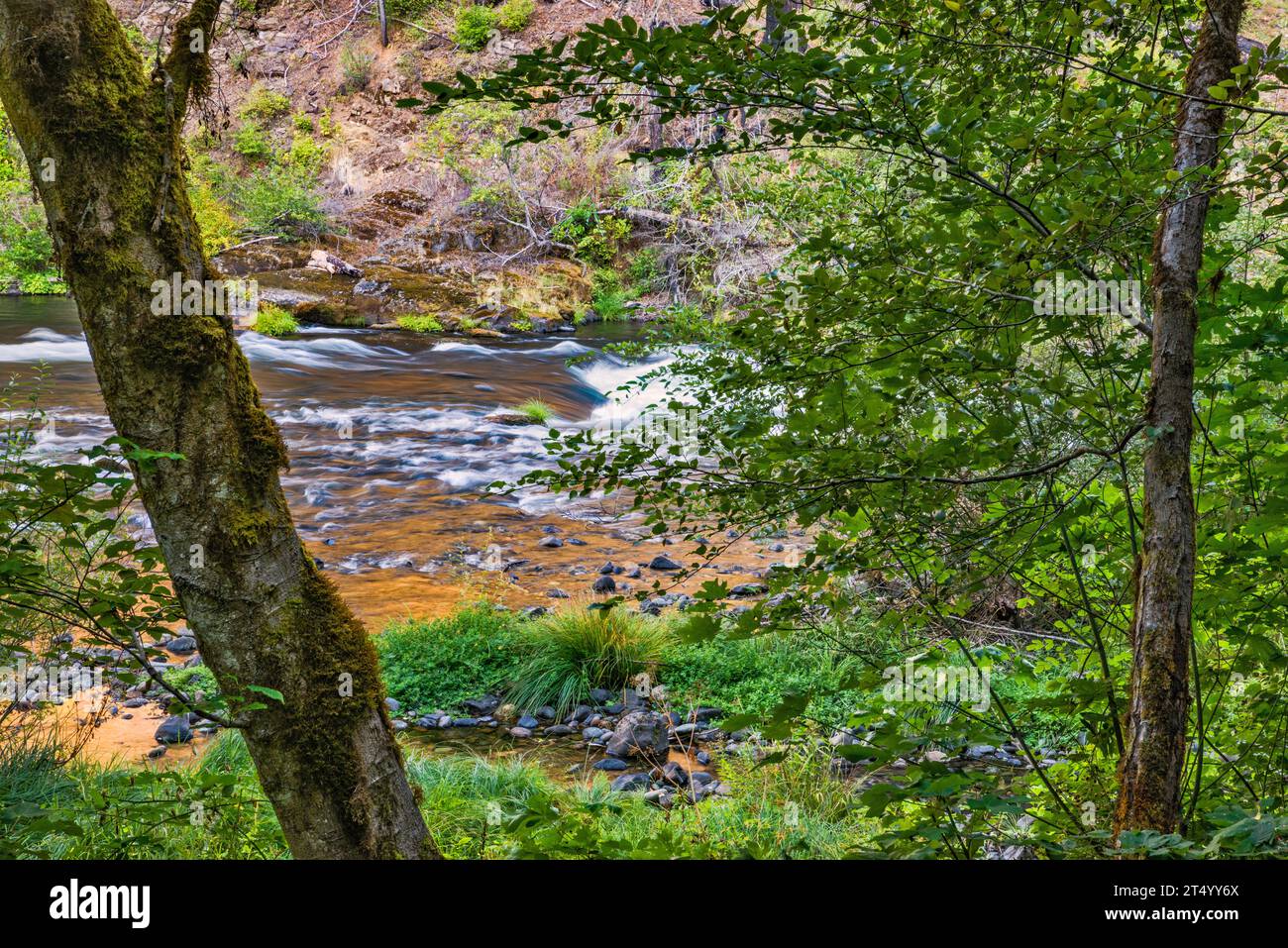 North Umpqua River, vista dal campeggio Island Campground, Umpqua National Forest, Cascade Range, vicino alla città di Glide, Oregon, USA Foto Stock