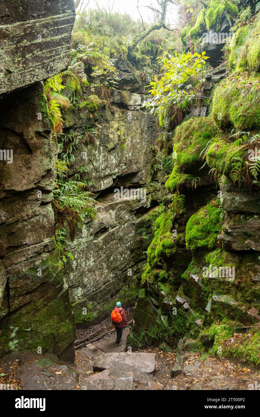 Lud's Church vicino a Gradbach, un profondo abisso ricoperto di muschio di Millstone Grit, Peak District National Park, Staffordshire, Inghilterra Foto Stock