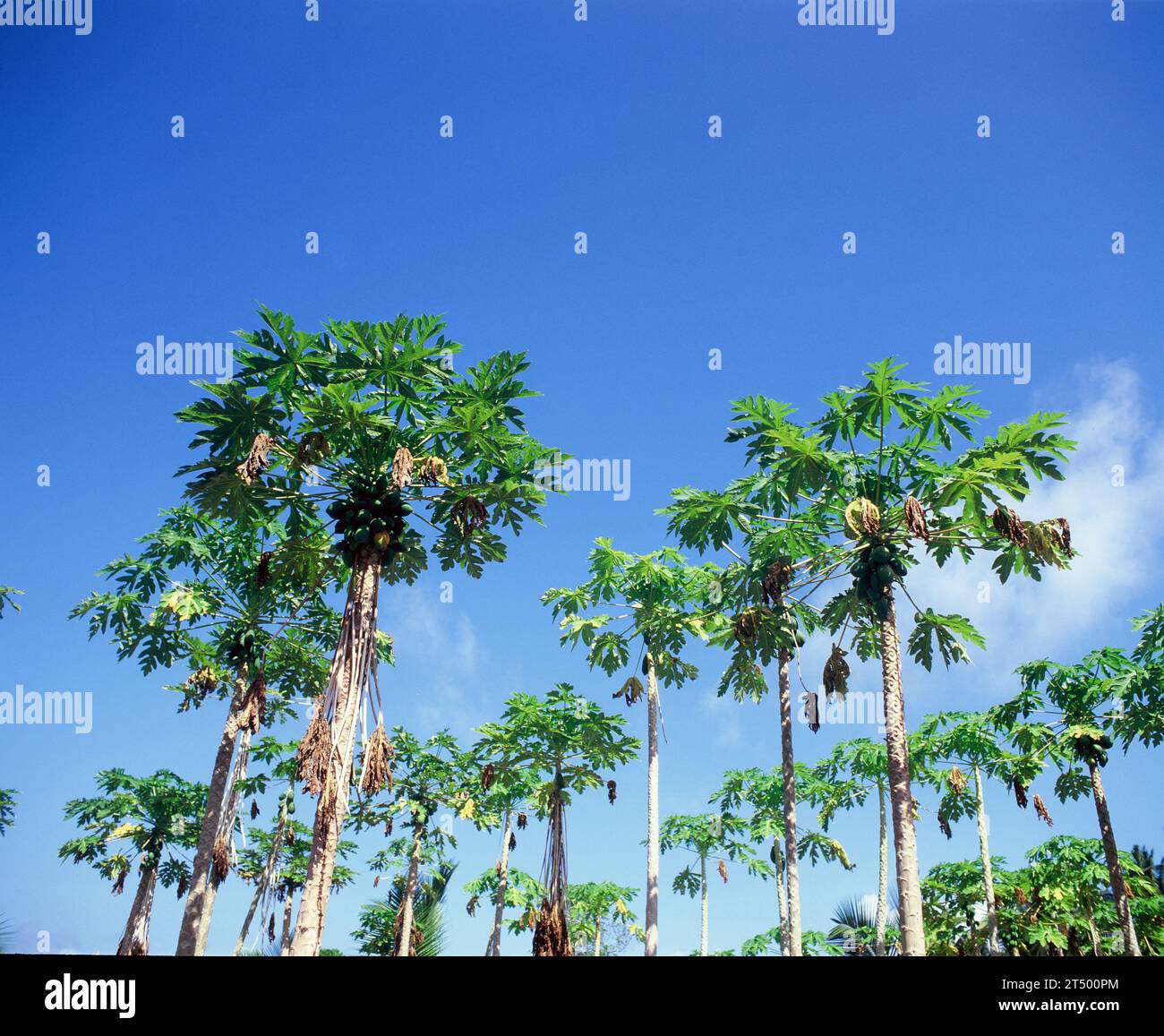 Agricoltura. Alberi da frutto (Artocarpus altilis). Seychelles. Mahé. Foto Stock