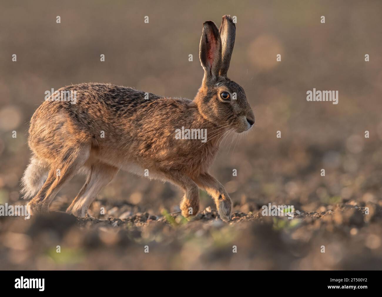 Lepre bruna (Lepus europaeus) che riempie il telaio, correndo su un campo di barbabietola da zucchero, mostrando le sue lunghe gambe e la sua colonna vertebrale flessibile. Suffolk, Regno Unito Foto Stock