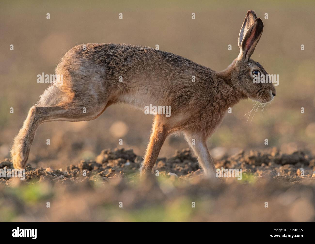 Lepre bruna (Lepus europaeus) che riempie il telaio, correndo su un campo di barbabietola da zucchero, mostrando le sue lunghe gambe e la sua colonna vertebrale flessibile. Suffolk, Regno Unito Foto Stock