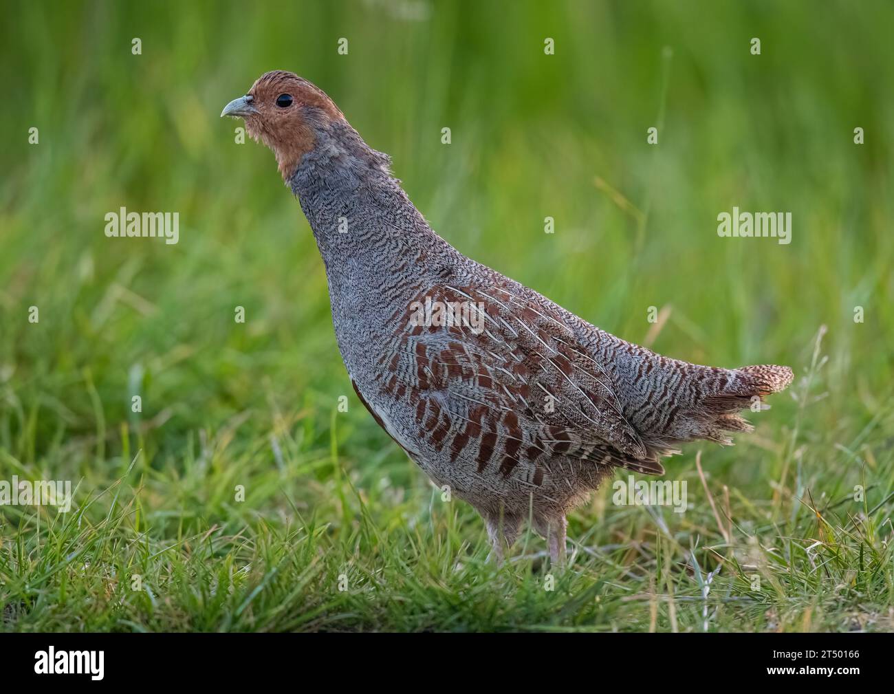 Un Partridge inglese o grigio raramente visto (Perdix perdix) . Un maschio che difende il suo territorio in pieno piumaggio, in un prato erboso. Suffolk, Regno Unito Foto Stock