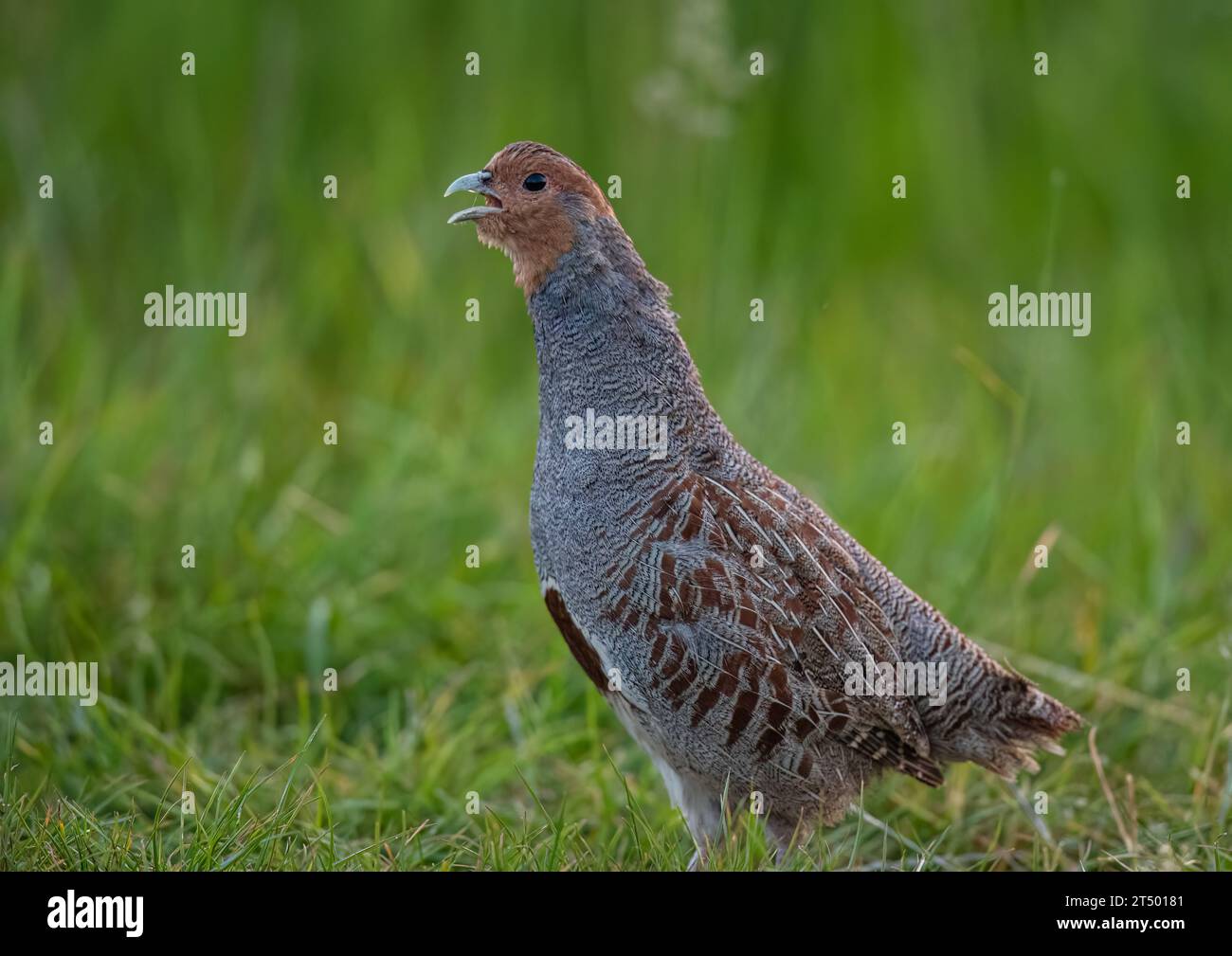 Un Partridge inglese o grigio raramente visto (Perdix perdix) . Un maschio che difende il suo territorio in pieno piumaggio, in un prato erboso. Suffolk, Regno Unito Foto Stock