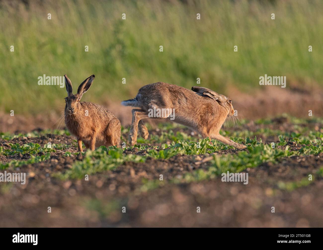 Due lepri brune selvatiche (Lepus europaeus) nella stagione riproduttiva, il maschio che insegue la femmina sugli agricoltori di nuova foratura della barbabietola da zucchero . Suffolk, Regno Unito Foto Stock