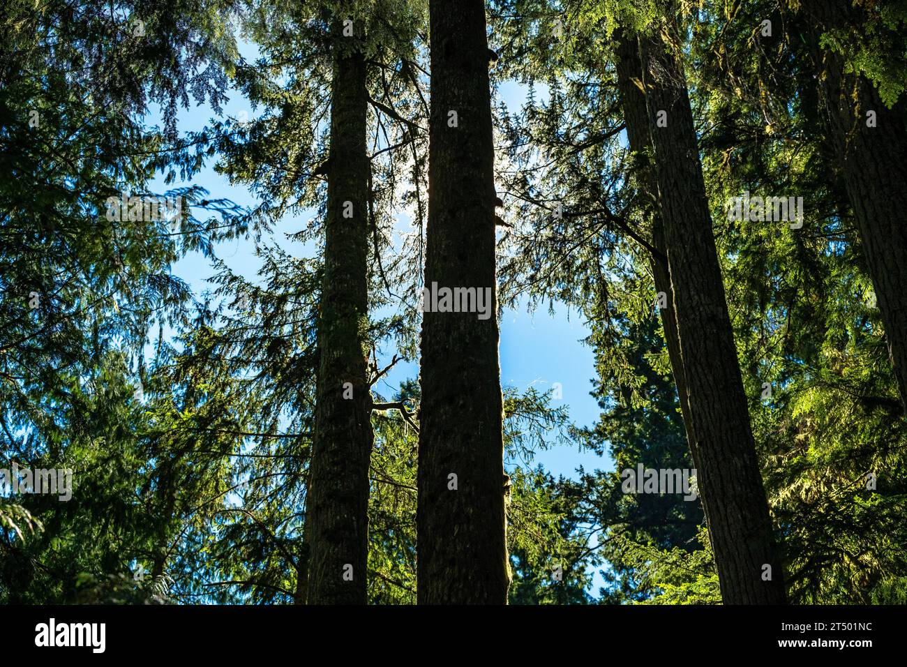 Douglas abeti e cedri al mattino a Cathedral Grove, parco provinciale di Macmillan, Vancouver Island, British Columbia, Canada. Foto Stock
