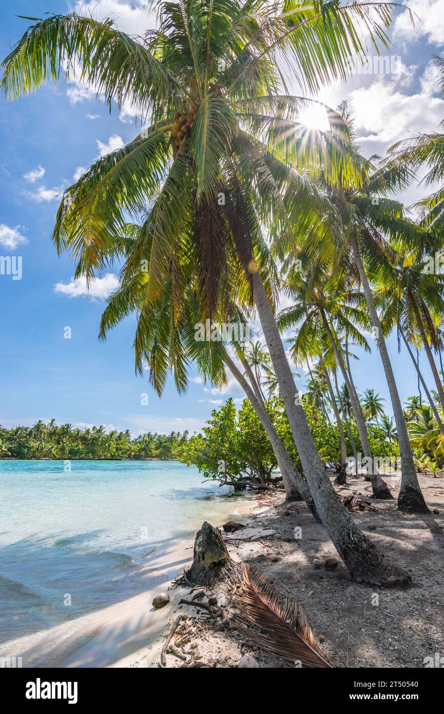 Palme sulla spiaggia dell'isola di Tahaa, Polinesia francese Foto Stock