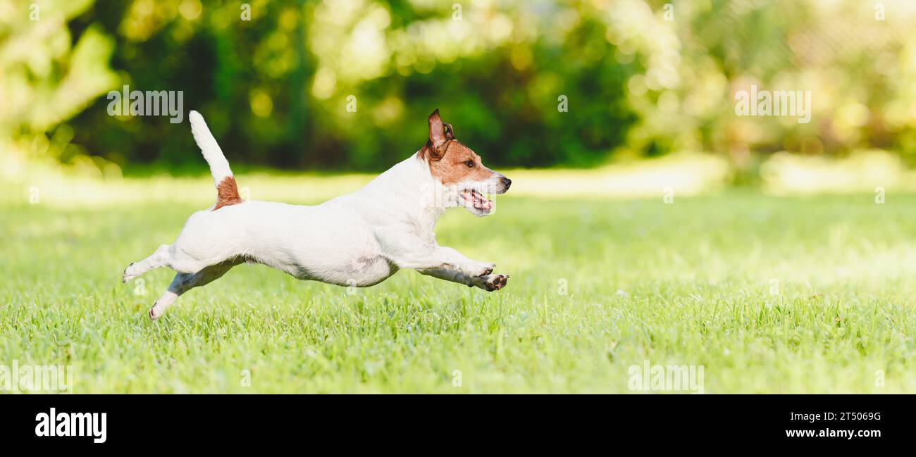 Vista del profilo di Happy Dog che corre e salta sul prato verde Foto Stock