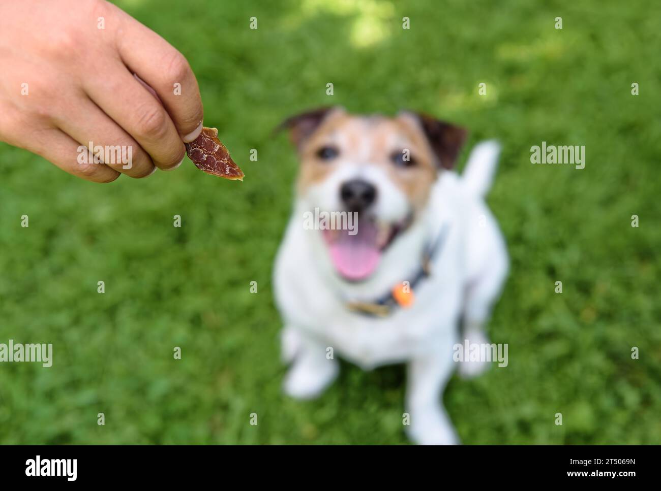 Come utilizzare i dolcetti per cani per l'allenamento, l'incollaggio e la ricompensa Foto Stock
