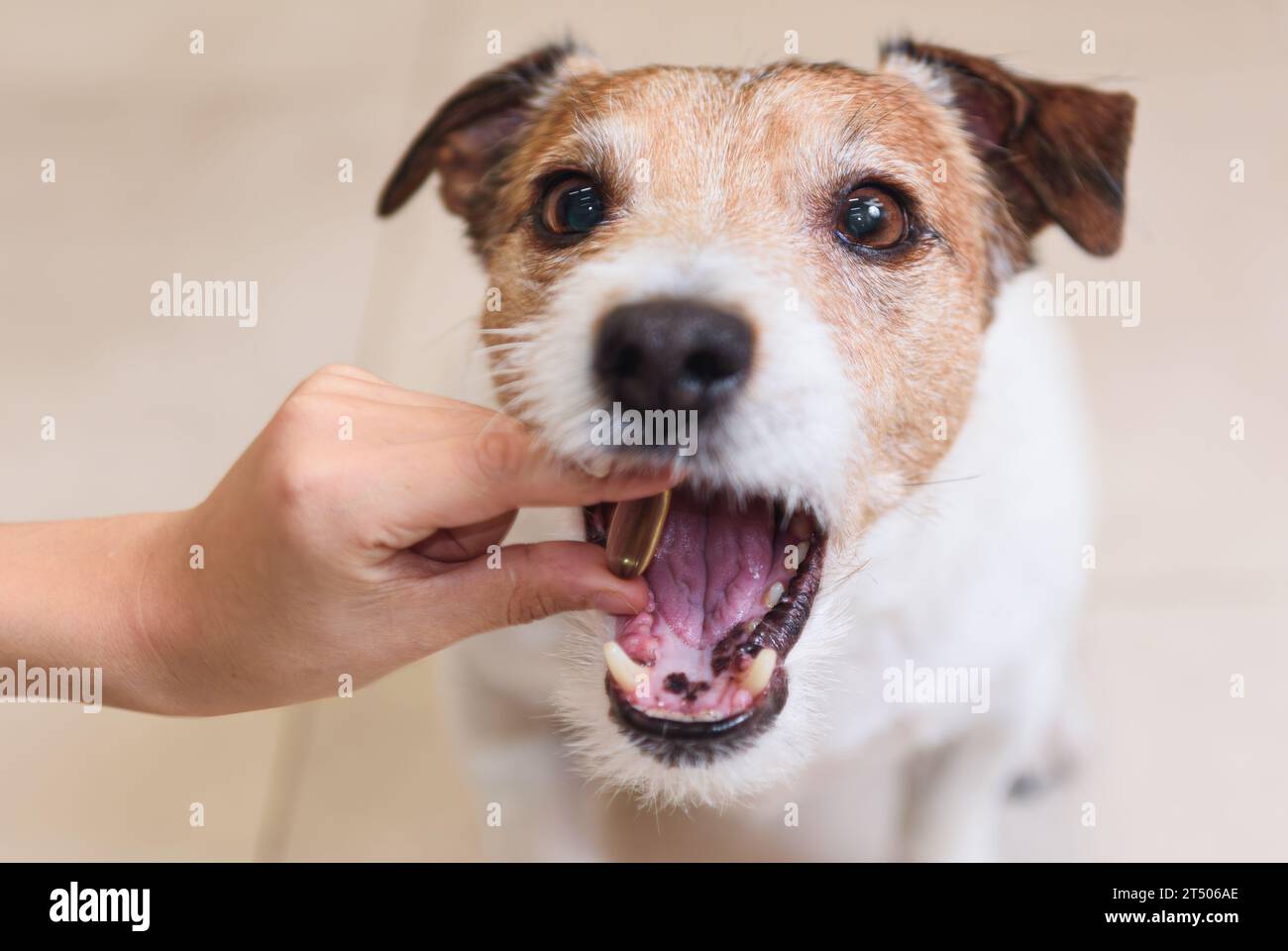 Il cane prende medicine ingoiando un farmaco in capsula Foto Stock