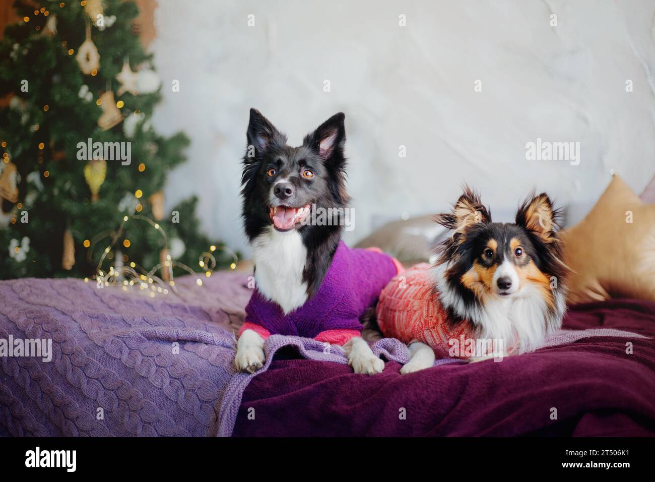 Border Collie and Sheltie (cane da pastore delle Shetland) cani con decorazioni natalizie e Capodanno Foto Stock