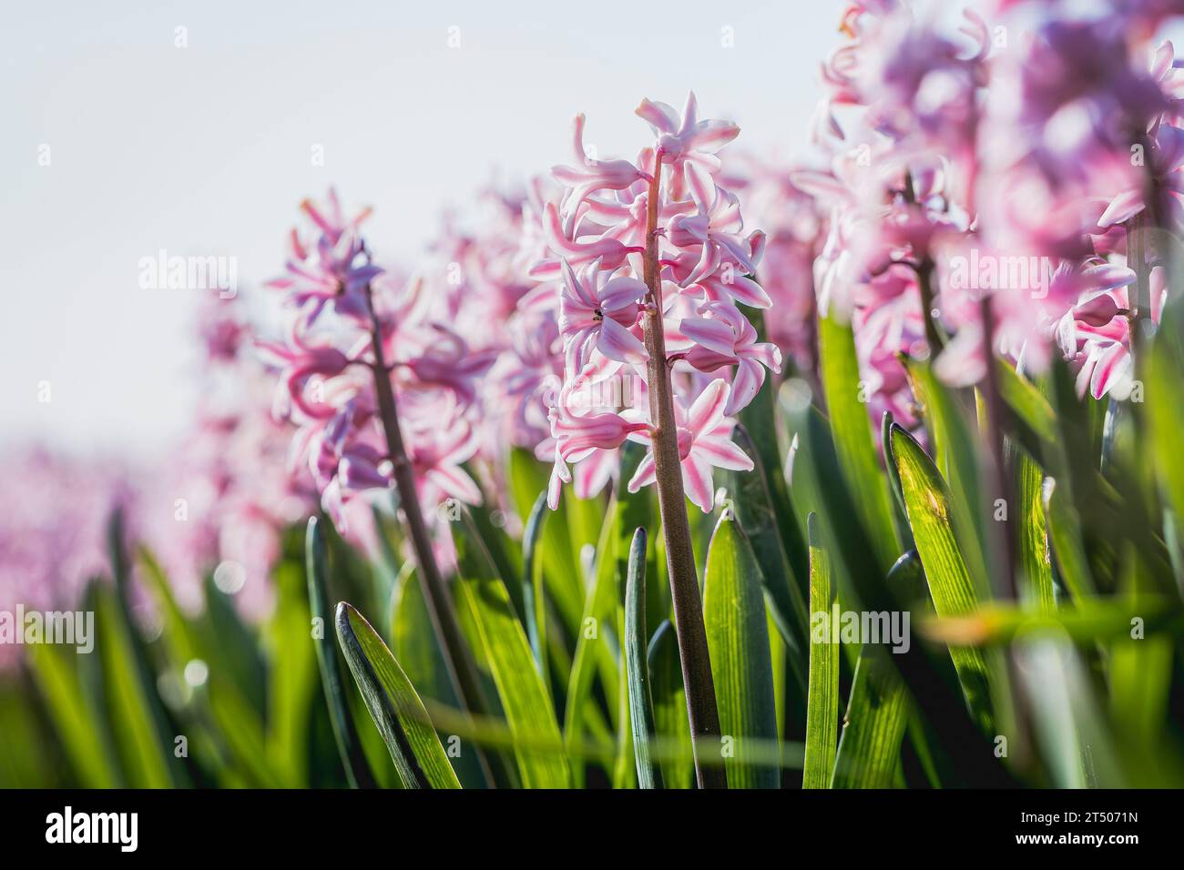 Giacimento di Giacinto fiorito nella regione dei bulbi floreali, Olanda meridionale, Paesi Bassi, macro Foto Stock