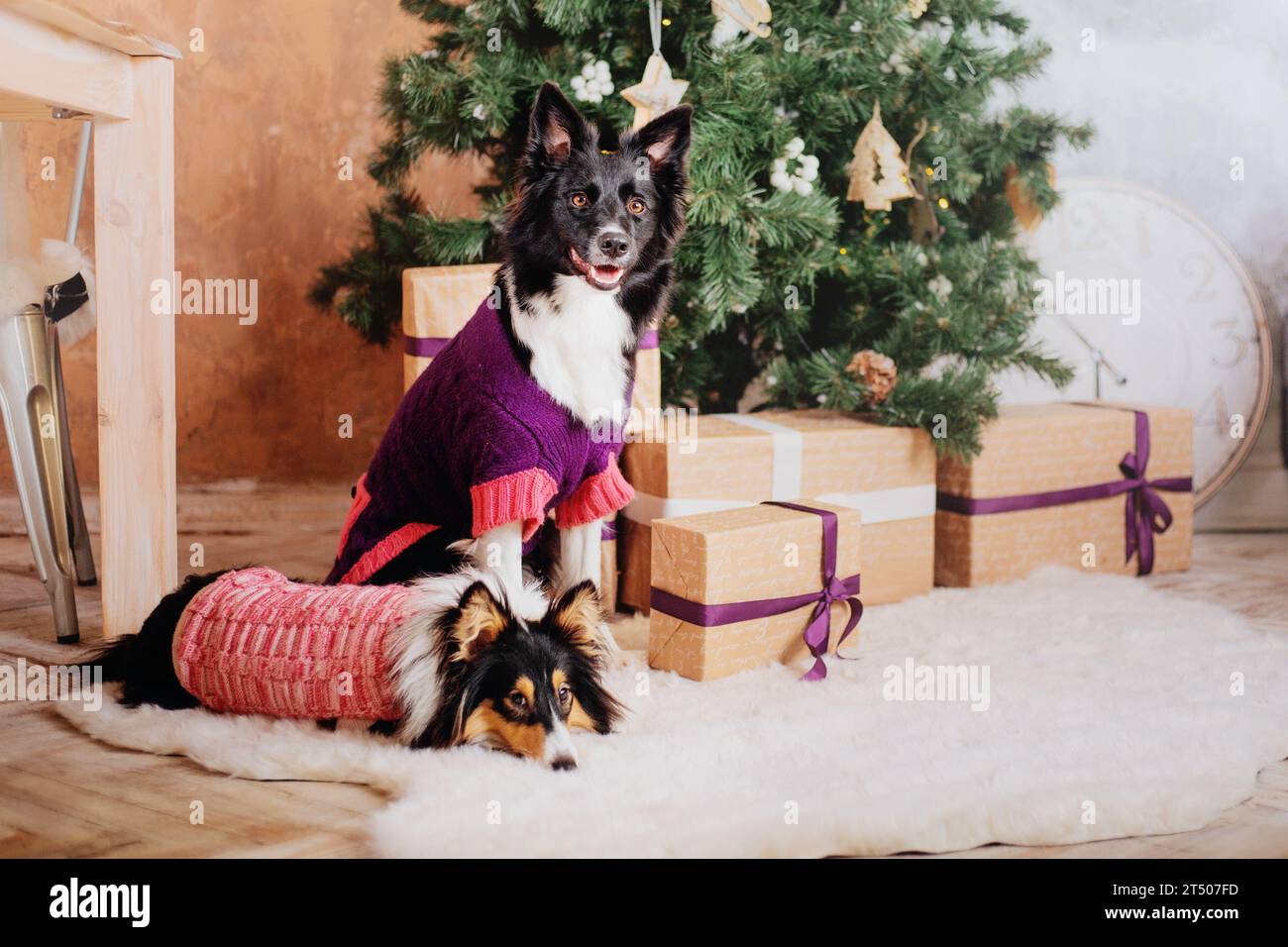 Border Collie and Sheltie (cane da pastore delle Shetland) cani con decorazioni natalizie e Capodanno Foto Stock