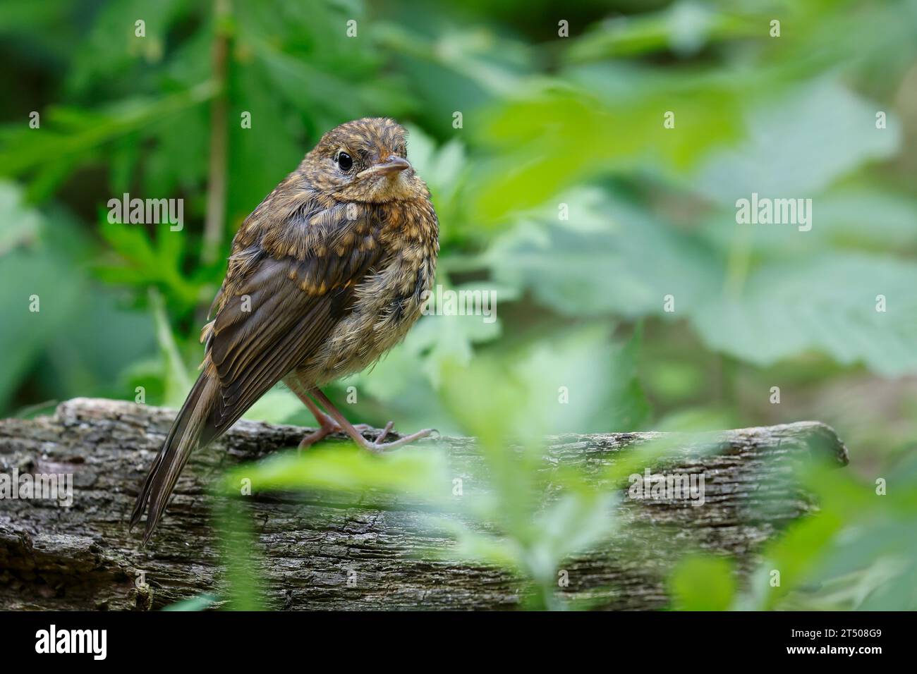 Rotkehlchen, Jungvogel, juvenil, erithacus rubecula, robin, European robin, robin redbreast, squab, giovanile, le Rouge-Gorge familier Foto Stock