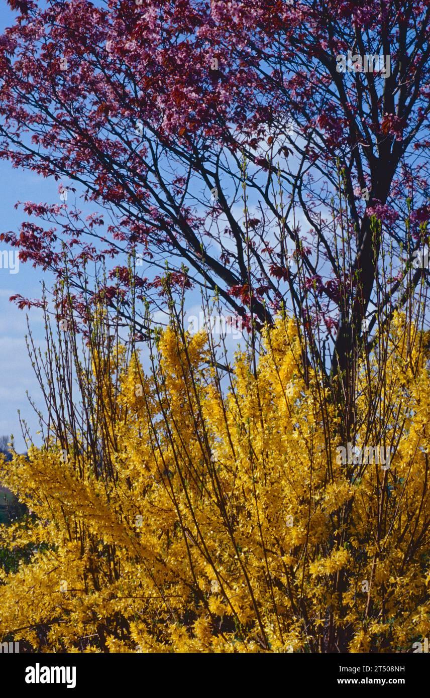 Forsythia x intermedia "Lynwood" e Prunus sargentii Foto Stock