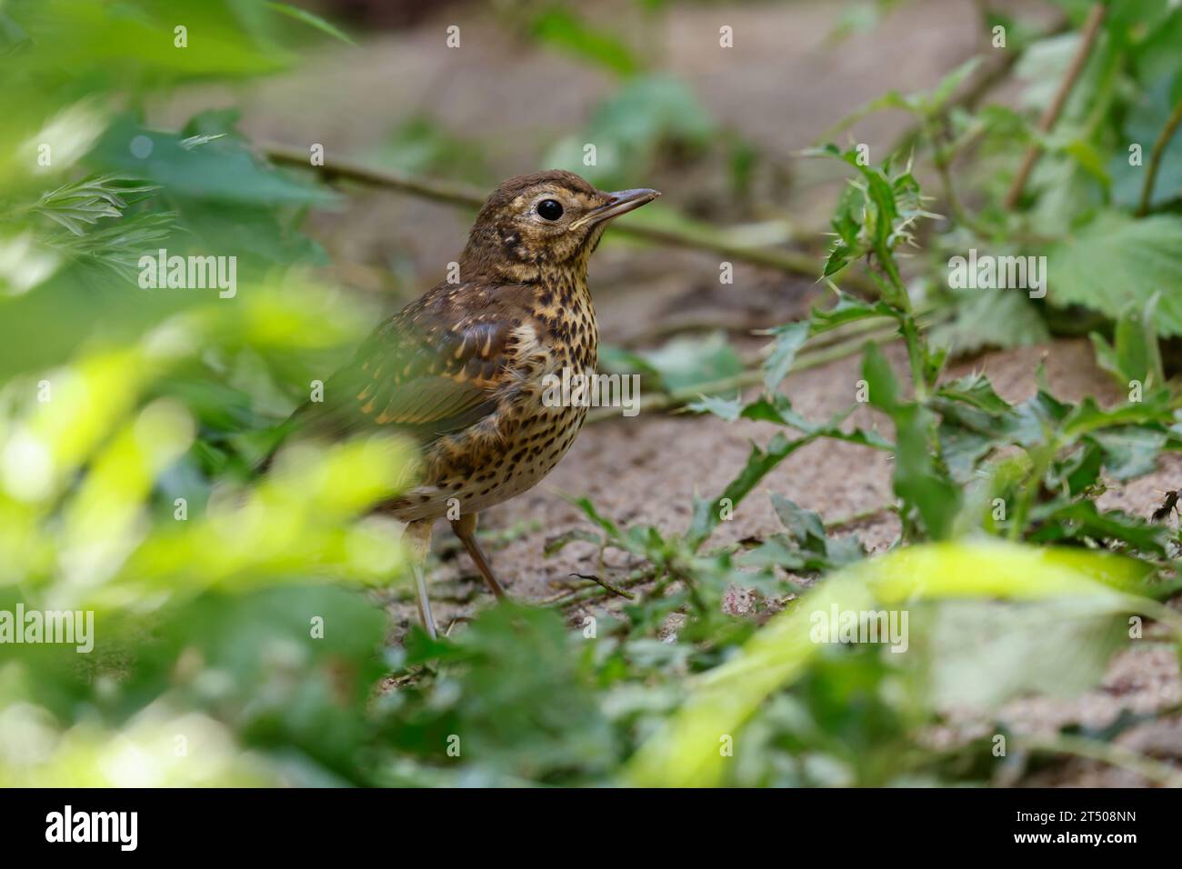 Singdrossel, Sing-Drossel, Drossel, Jungvogel, giovani, Turdus philomelos, Song Trush, giovanile, la Grive musicienne Foto Stock