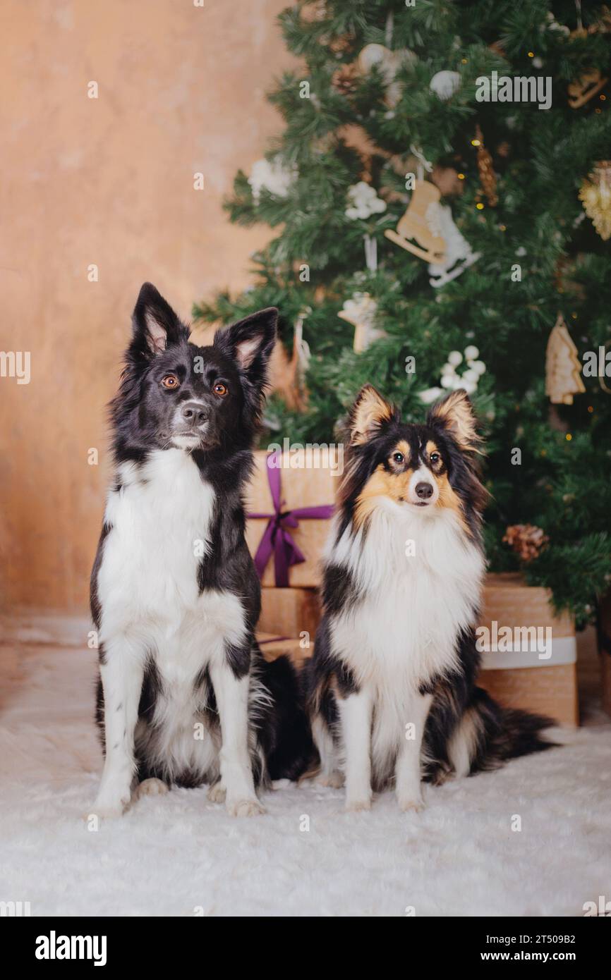 Border Collie and Sheltie (cane da pastore delle Shetland) cani con decorazioni natalizie e Capodanno Foto Stock