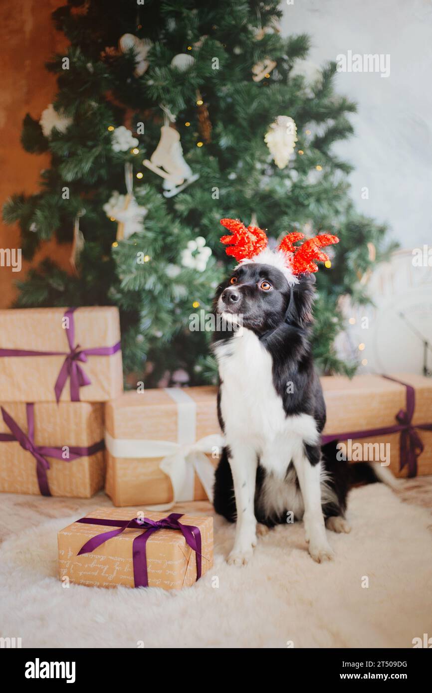 Carino cane con le corna delle renne, festa di Natale Foto Stock