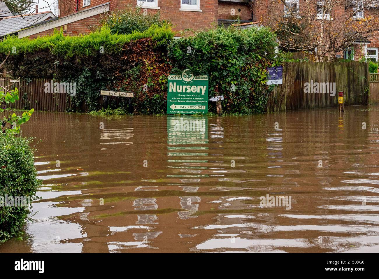 Fordingbridge, Hampshire, Regno Unito, 2 novembre 2023: Meteo. La tempesta Ciarán frusta nelle contee meridionali dell'Inghilterra, dove gli avvisi meteorologici gialli e gialli sono in atto per forti venti e forti piogge durante il pomeriggio. L'allagamento ha chiuso Bowerwood Road su entrambi i lati dell'incrocio con Frog Lane. Per la maggior parte dei veicoli. Crediti: Paul Biggins/Alamy Live News Foto Stock