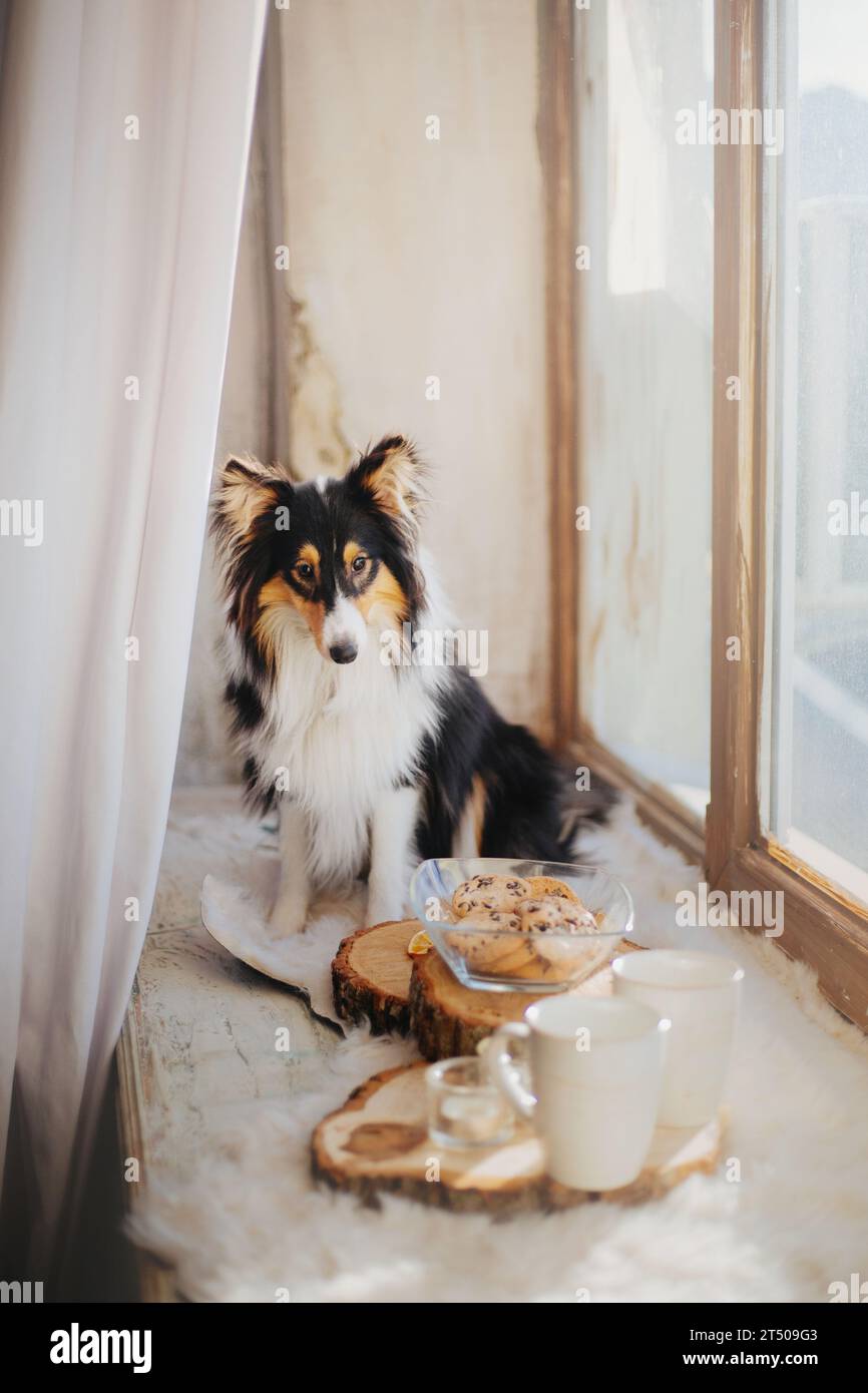 Cane da pastore delle Shetland (Sheltie) gustando una deliziosa colazione su un piatto di legno, completa di caffè, tè e deliziose torte. Foto Stock