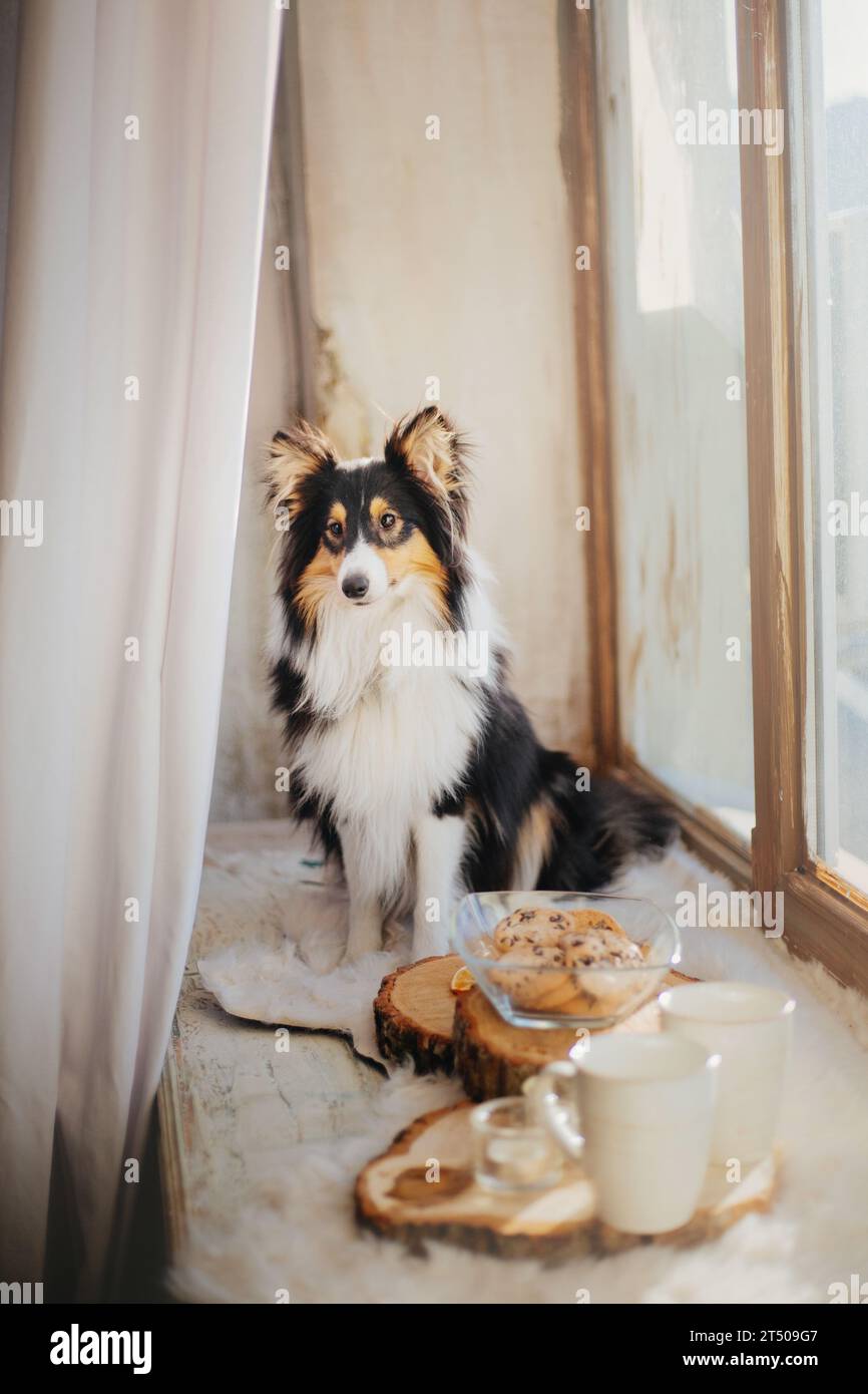 Cane da pastore delle Shetland (Sheltie) gustando una deliziosa colazione su un piatto di legno, completa di caffè, tè e deliziose torte. Foto Stock