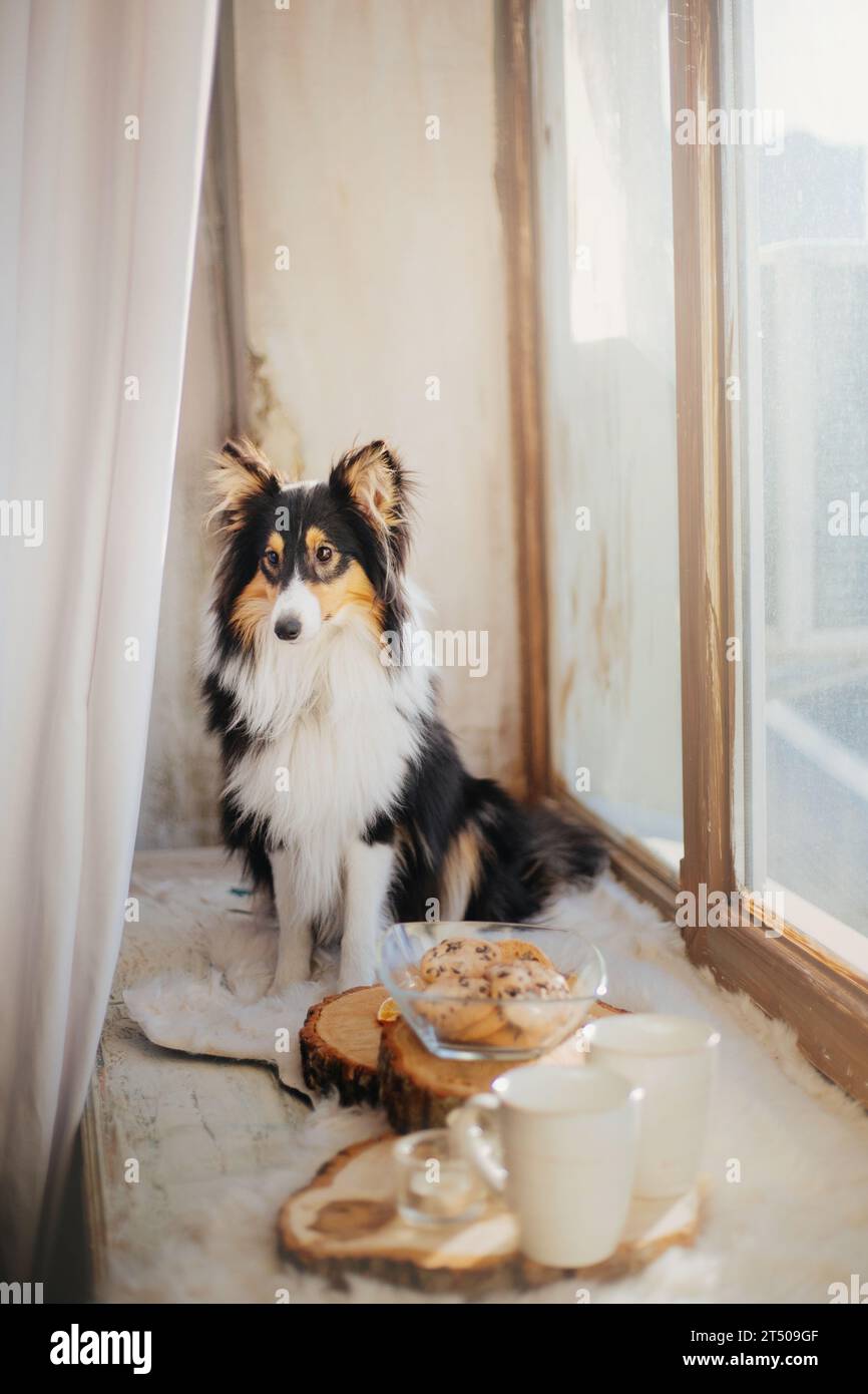 Cane da pastore delle Shetland (Sheltie) gustando una deliziosa colazione su un piatto di legno, completa di caffè, tè e deliziose torte. Foto Stock