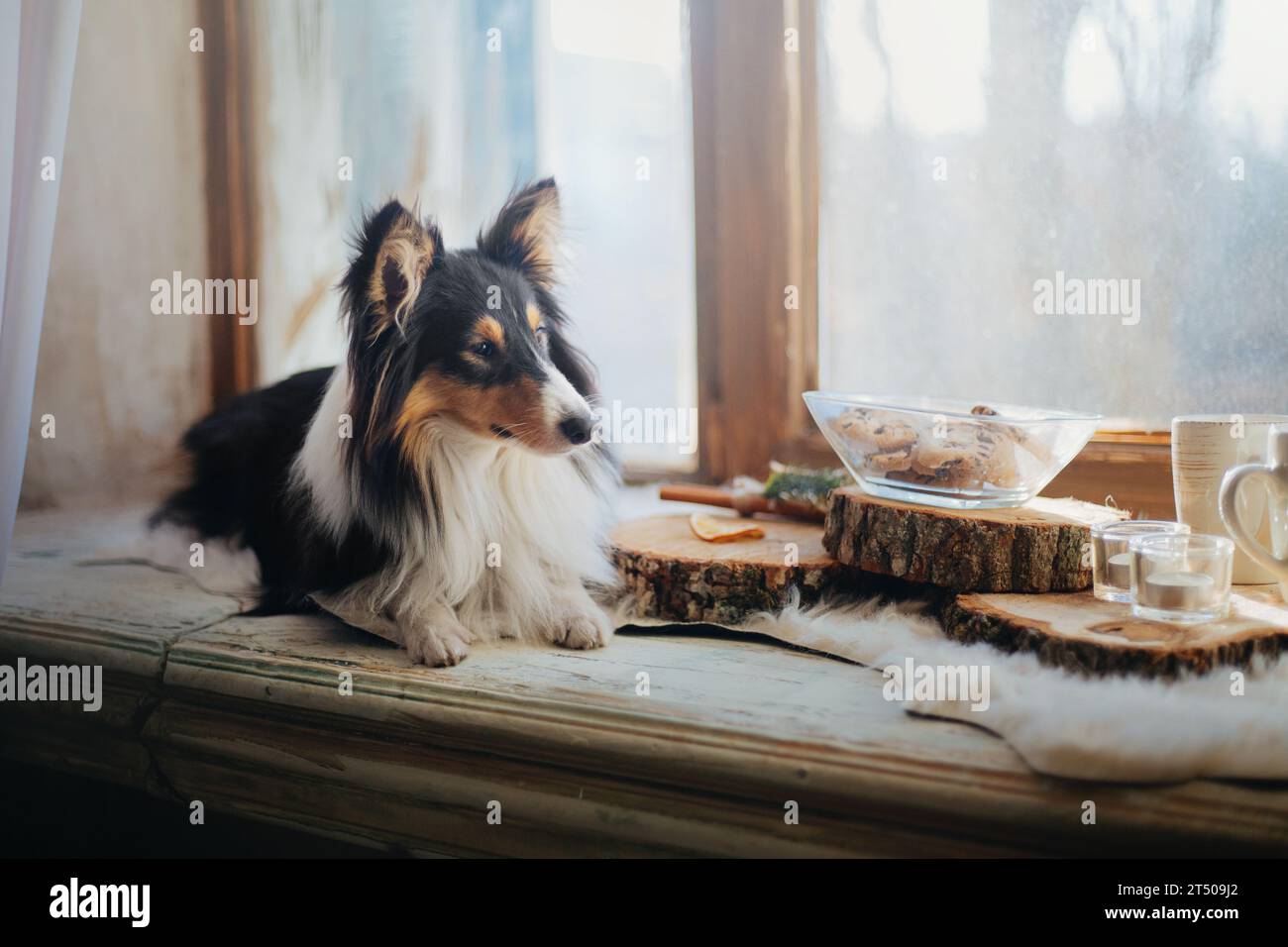 Cane da pastore delle Shetland (Sheltie) gustando una deliziosa colazione su un piatto di legno, completa di caffè, tè e deliziose torte. Foto Stock