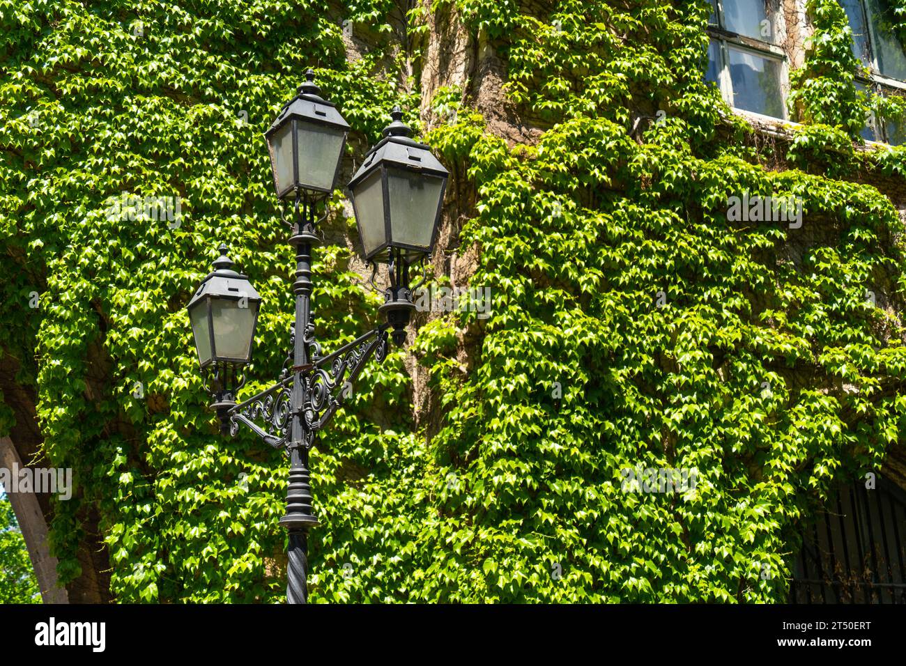 Lampade da strada classiche in vecchio stile di fronte a una parete verde edera a Budapest Foto Stock