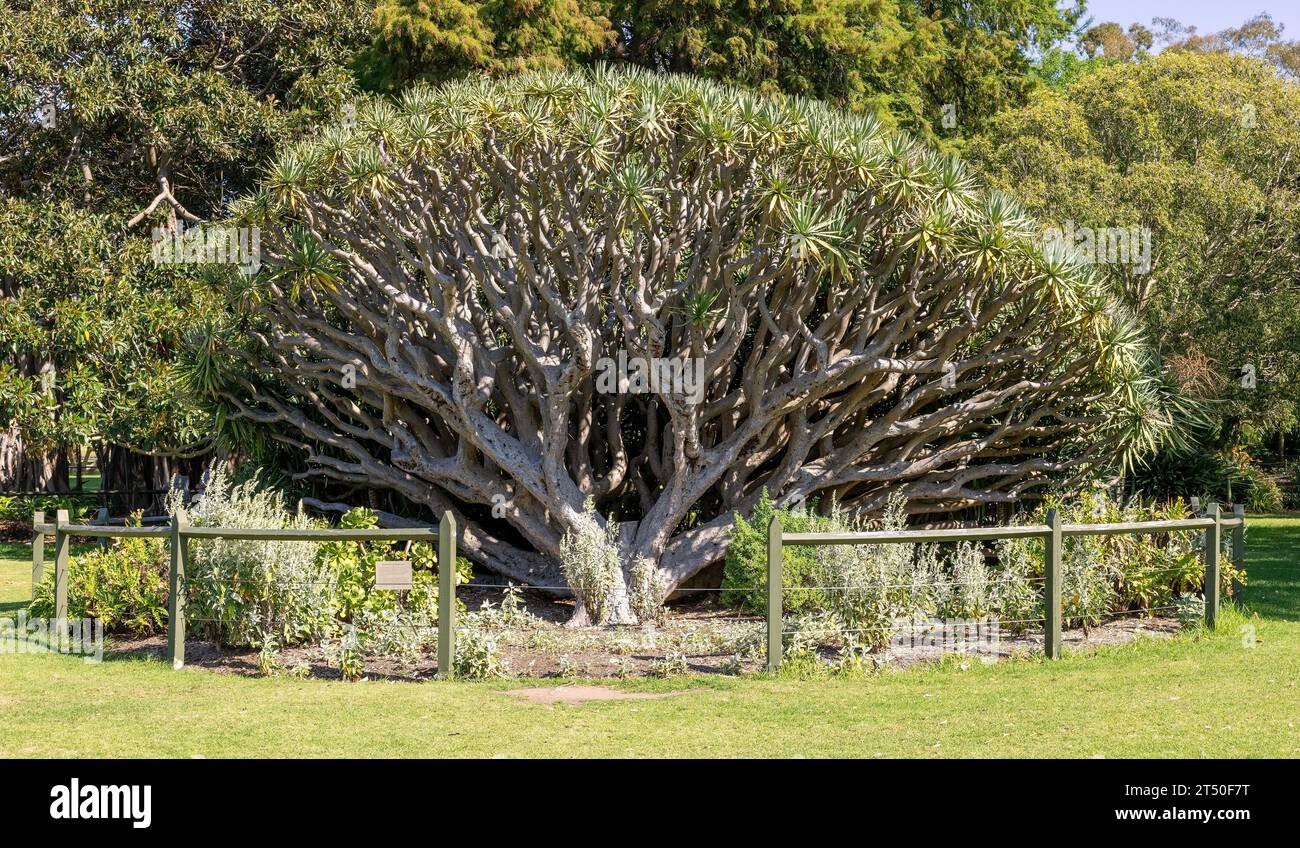 Giardini botanici reali per vedere una varietà di alberi e piante, Sydney, New South Wales, Australia Foto Stock