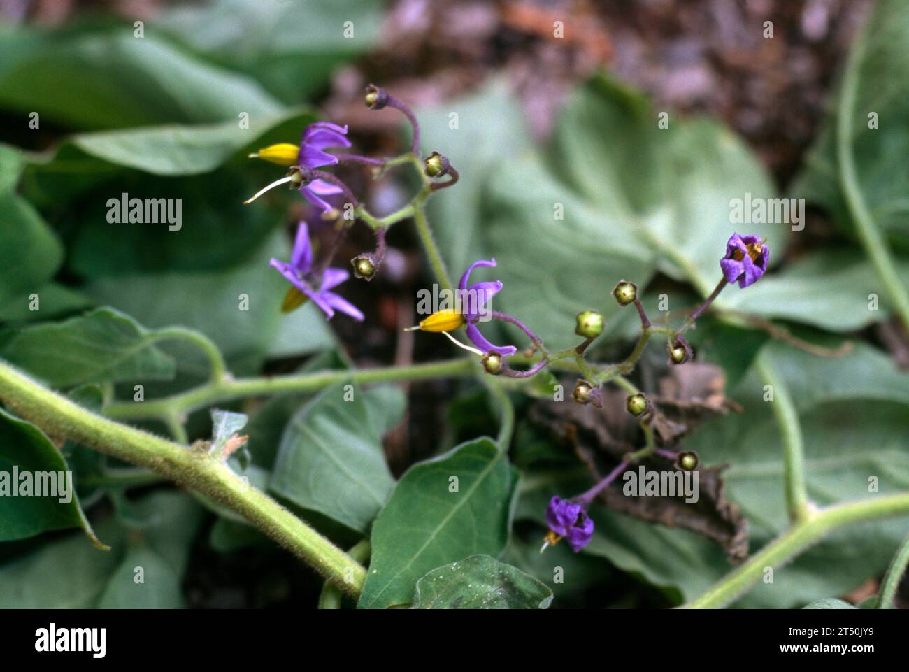 Woody Nightshade (Solanum Dulcamara) in Flower nella stessa famiglia di Deadly Nightshade (Belladonna), ma non come tossico Foto Stock