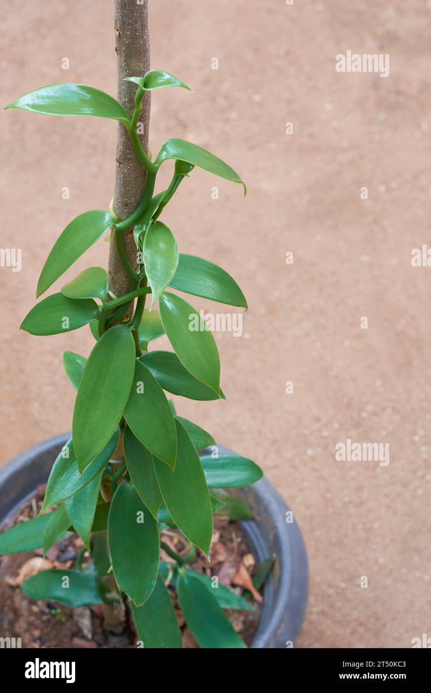 la pianta da fiore di orchidee alla vaniglia cresce o viene coltivata in vaso, nota anche come vaniglia a lievitazione piatta, pianta da cui è ottenuta o derivata la spezia di vaniglia, selettiva Foto Stock