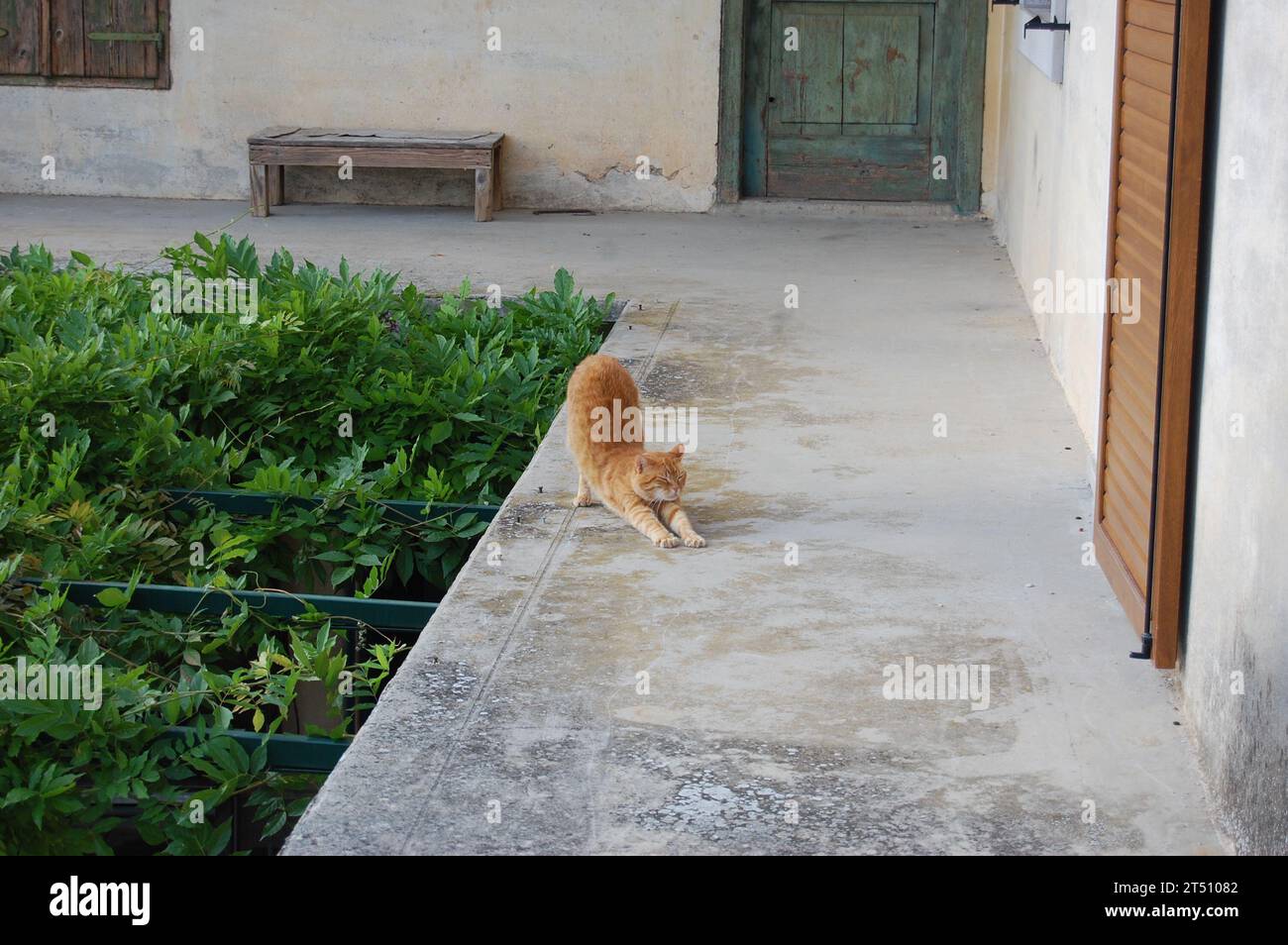 gatto di pelliccia rossa Foto Stock