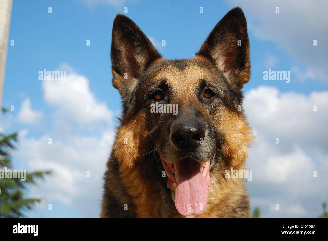 Pastore Tedesco cane Foto Stock