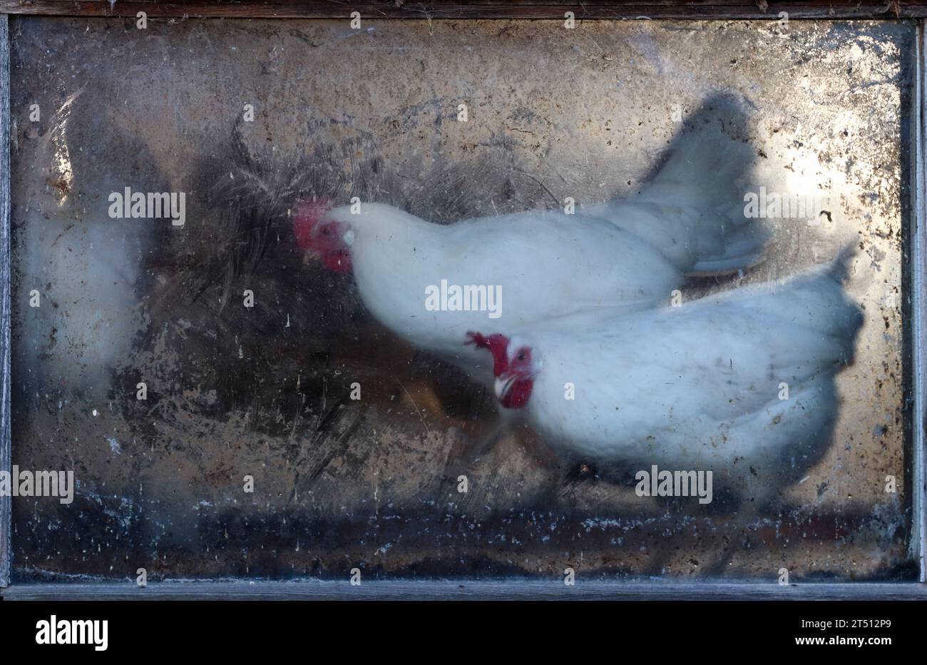 Galline dietro la sporca finestra del pollaio Foto Stock