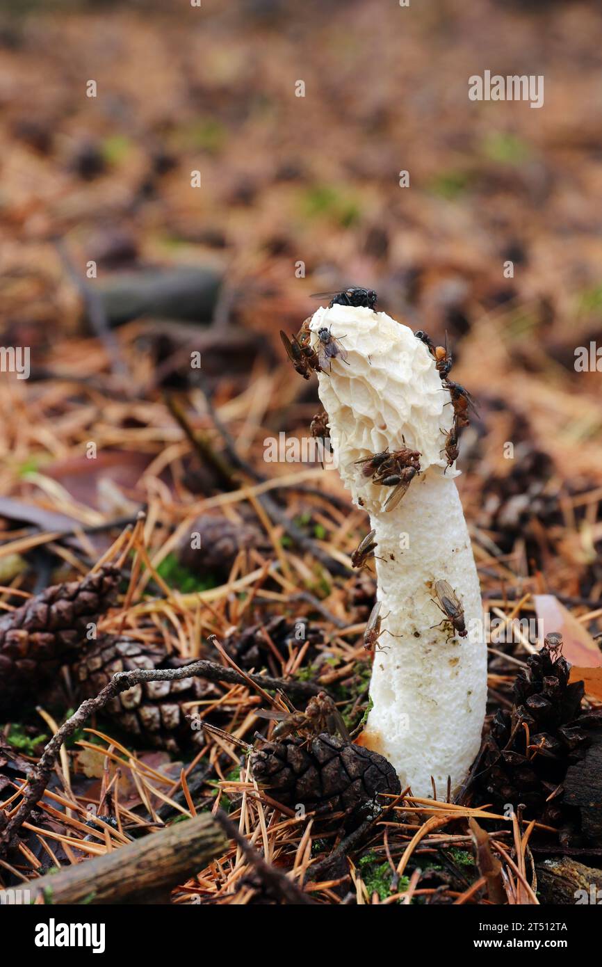 Odore sgradevole fungo Phallus Impudicus Foto Stock