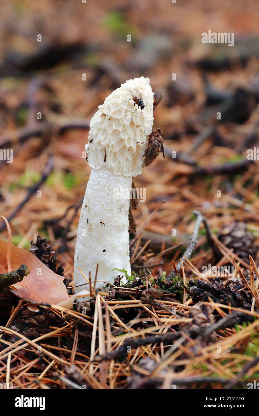 Odore sgradevole fungo Phallus Impudicus Foto Stock