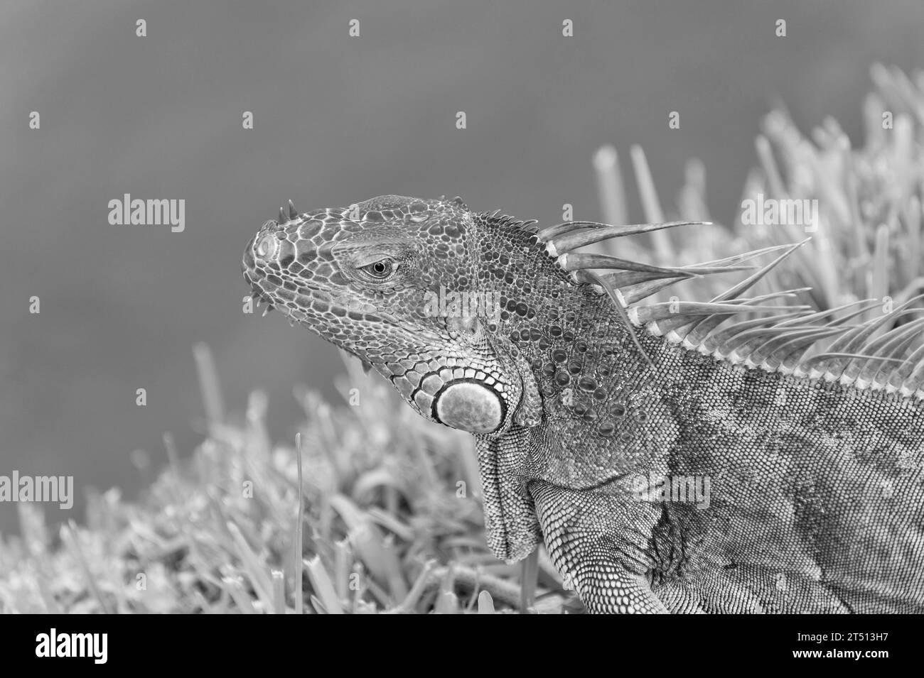 rettile di lucertola di iguana rettile. lucertola di iguana nella fauna selvatica. lucertola iguana all'aperto. Foto Stock