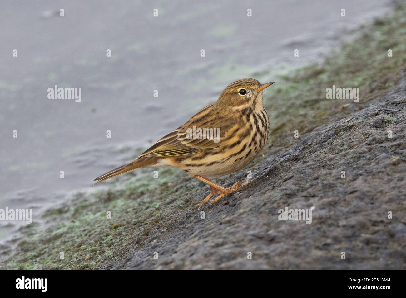 Meadow Pipit (Anthus pratensis) sul bordo delle acque, Farmoor Reservoir, Oxon, Regno Unito Foto Stock