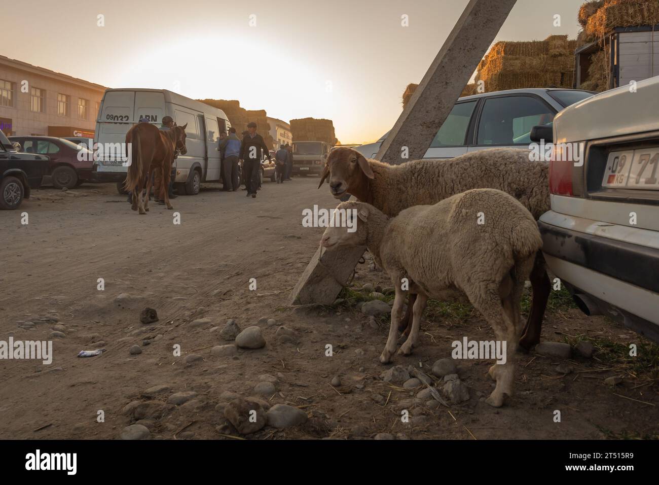 Pecore dalla coda grassa sul mercato bovino di Karakol, Kirghizistan Foto Stock