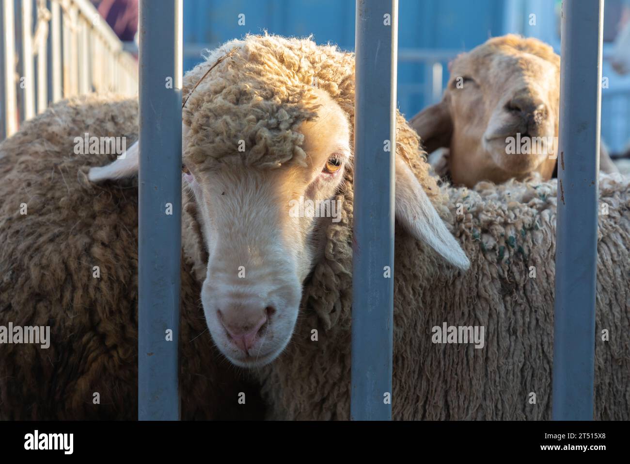 Domenica mercato del bestiame in Karakol, Kirghizistan Foto Stock