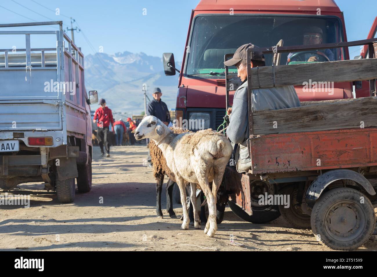 Domenica mercato del bestiame in Karakol, Kirghizistan Foto Stock