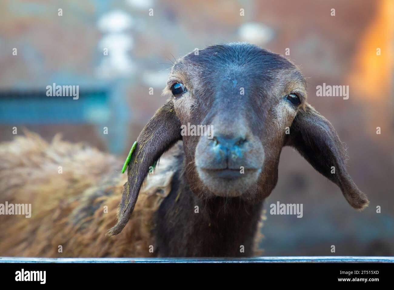 Domenica mercato del bestiame in Karakol, Kirghizistan Foto Stock