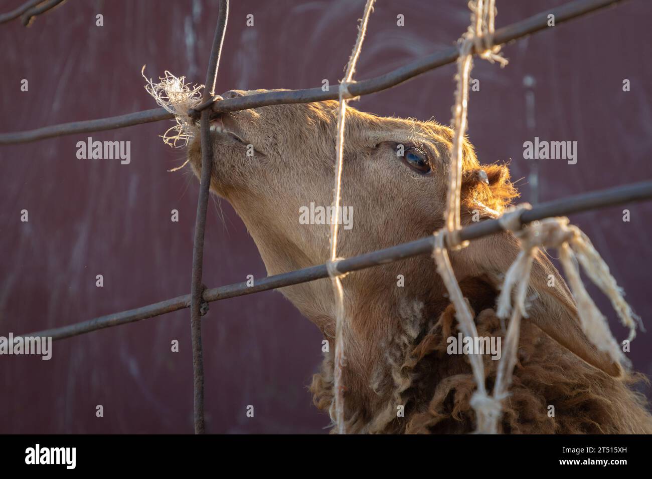 Domenica mercato del bestiame in Karakol, Kirghizistan Foto Stock