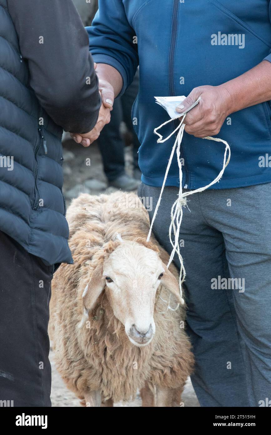 Domenica mercato del bestiame in Karakol, Kirghizistan Foto Stock