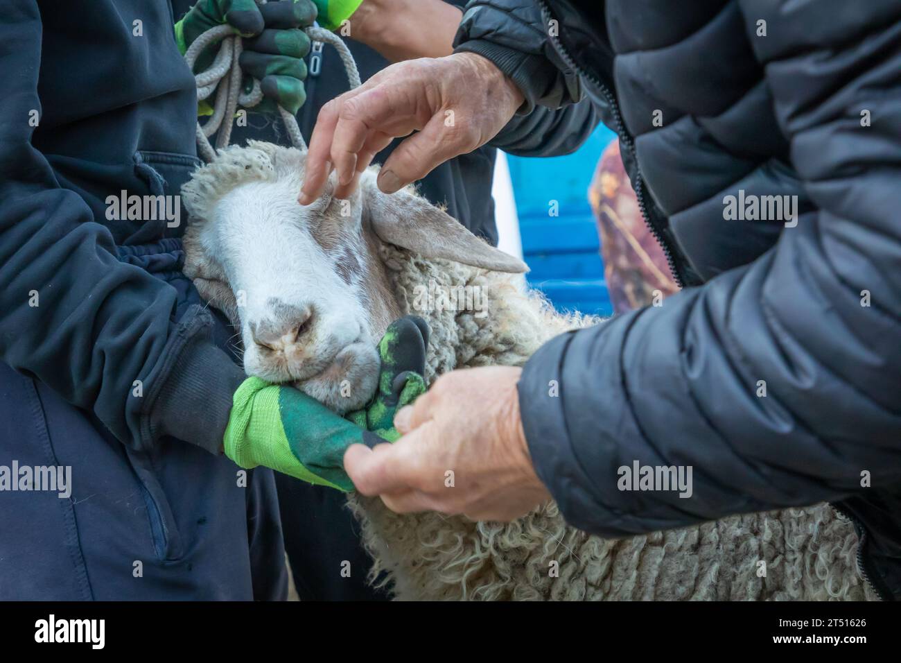 Domenica mercato del bestiame in Karakol, Kirghizistan Foto Stock