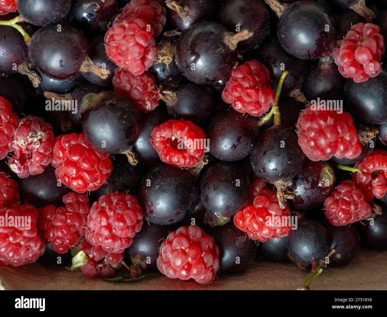 Frisch geerntete Himbeeren Rubus idaeus und Jostabeeren Ribes Ã nidigrolaria, Josta, Jochelbeere, in Österreich auch Rigatze oder Joglbeere genannt Braunschweig Niedersachsen Deutschland *** lamponi appena raccolti Rubus idaeus e Jostaberen Ribes Ã- nidigrolaria, Josta, Jochelbeeren Reg, Jochelbeeren Reg in Austria Foto Stock