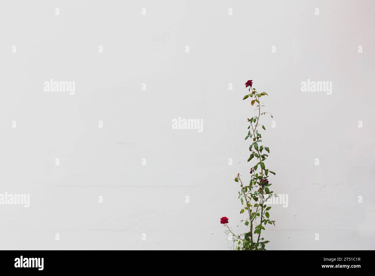 Ramo di una pianta di rose su sfondo bianco Foto Stock