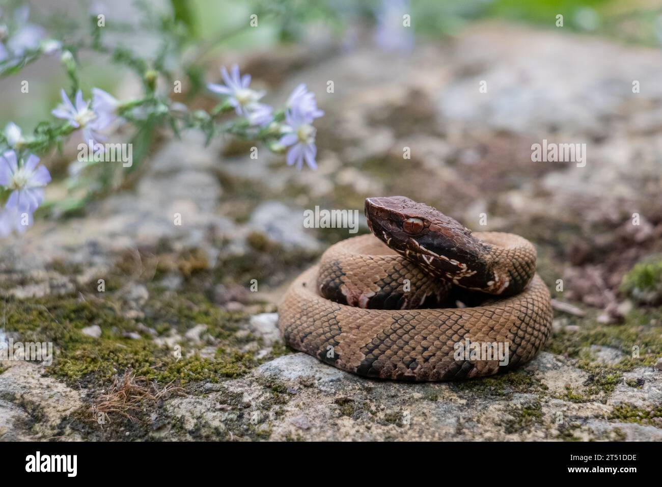 Cottonmouth Foto Stock