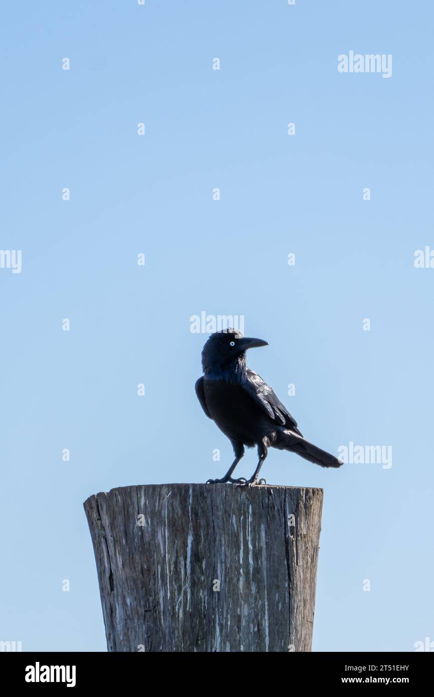 Corvo nero appollaiato su un tronco di legno tagliato Foto Stock